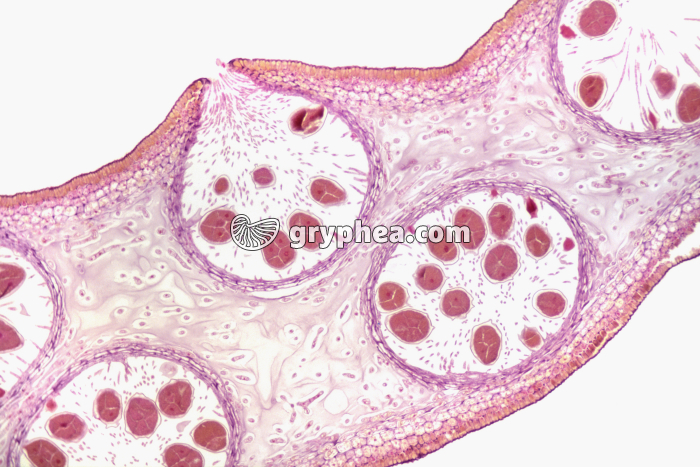 Fucus - Conceptacles femelles x15 - gryphea.org